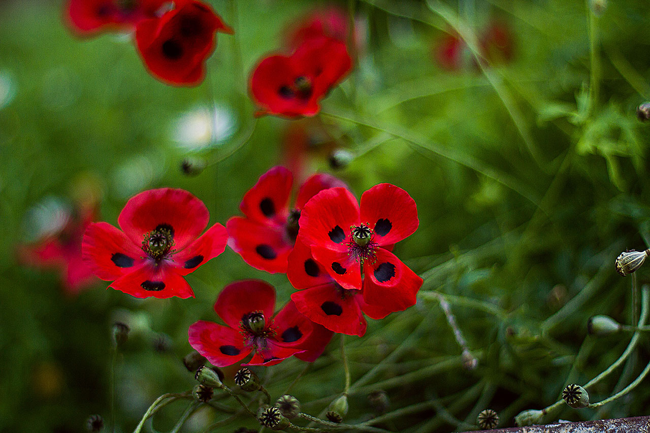 Gardens by the bay IMG 3865web11