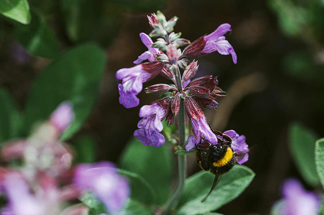 IMG_8272web